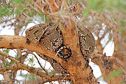 Picture 'KT1_25_35 Python, Tanzania, Tarangire'